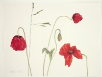 Mohn und Gras, 2020, Aquarell und Grafit auf Hadernbtten