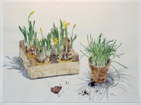 Narzissenkiste mit Schnittlauch, 2012, Aquarell und Graphit auf Hadern