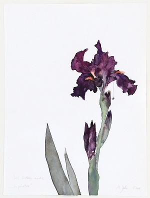 Frhsport (Iris barbata media imprative), 2014, Aquarell und Graphit auf Hadern