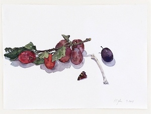 Zwetschen am Zweig mit Schmetterlingsflgel (Prunus domestica), 2014, Aquarell und Graphit auf Hadern